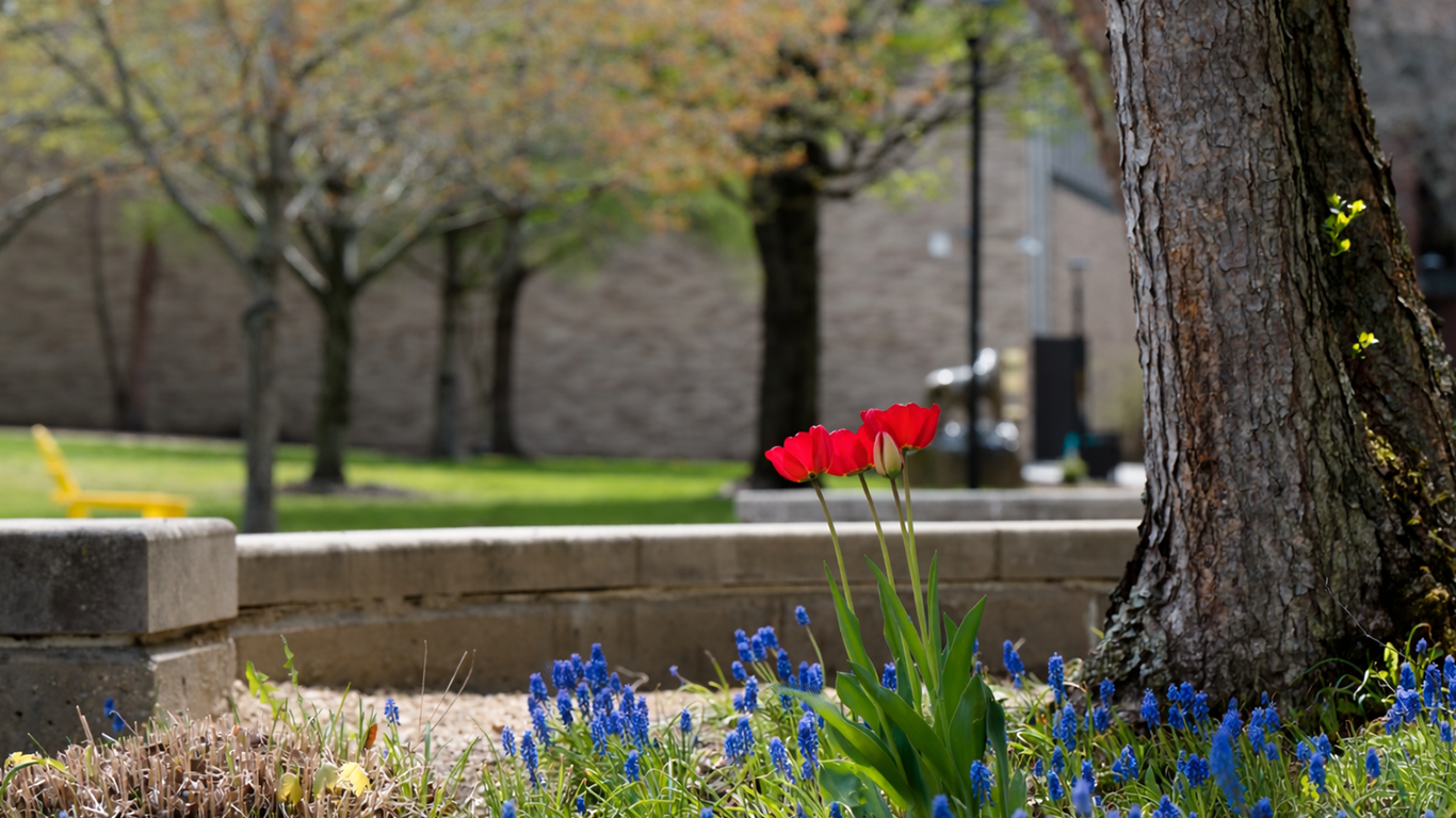 MCLA campus with spring tulips
